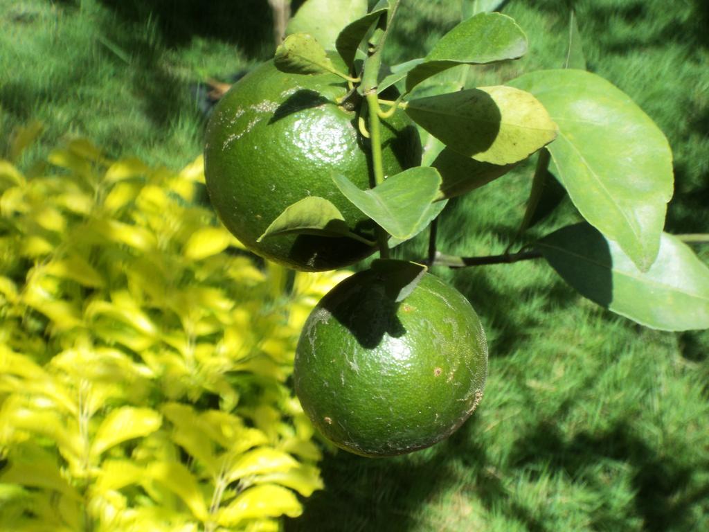 Ped Villa Green House מראה חיצוני תמונה