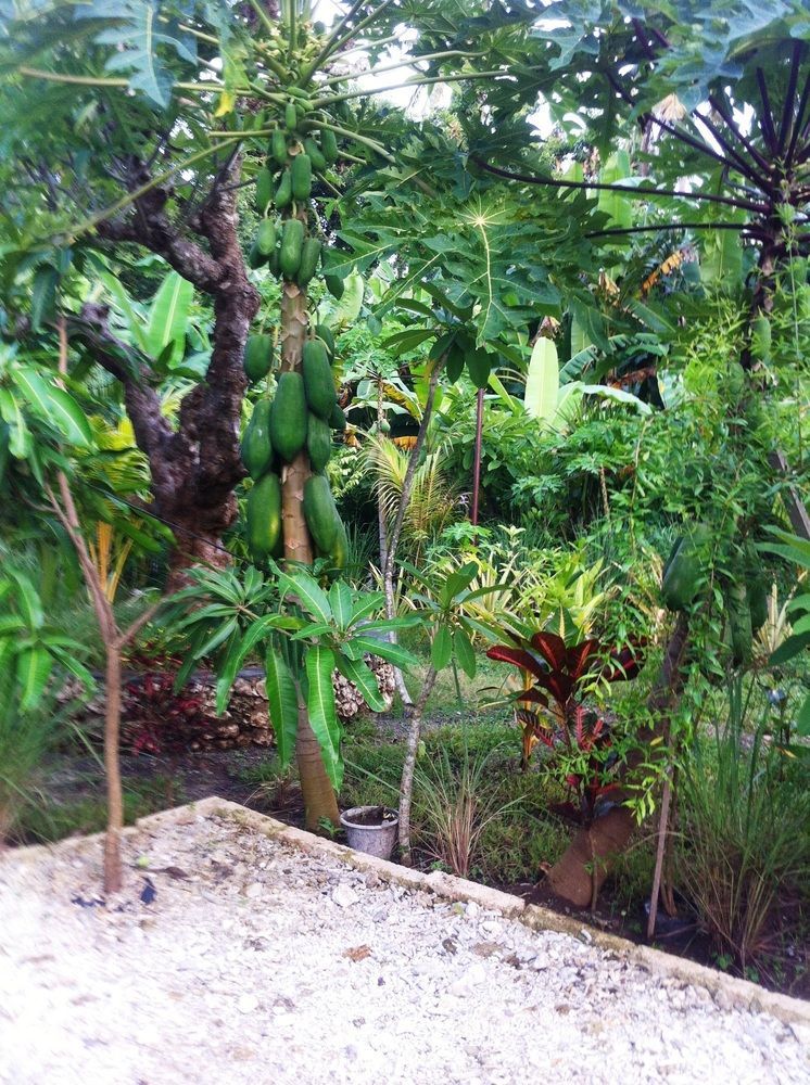 Ped Villa Green House מראה חיצוני תמונה