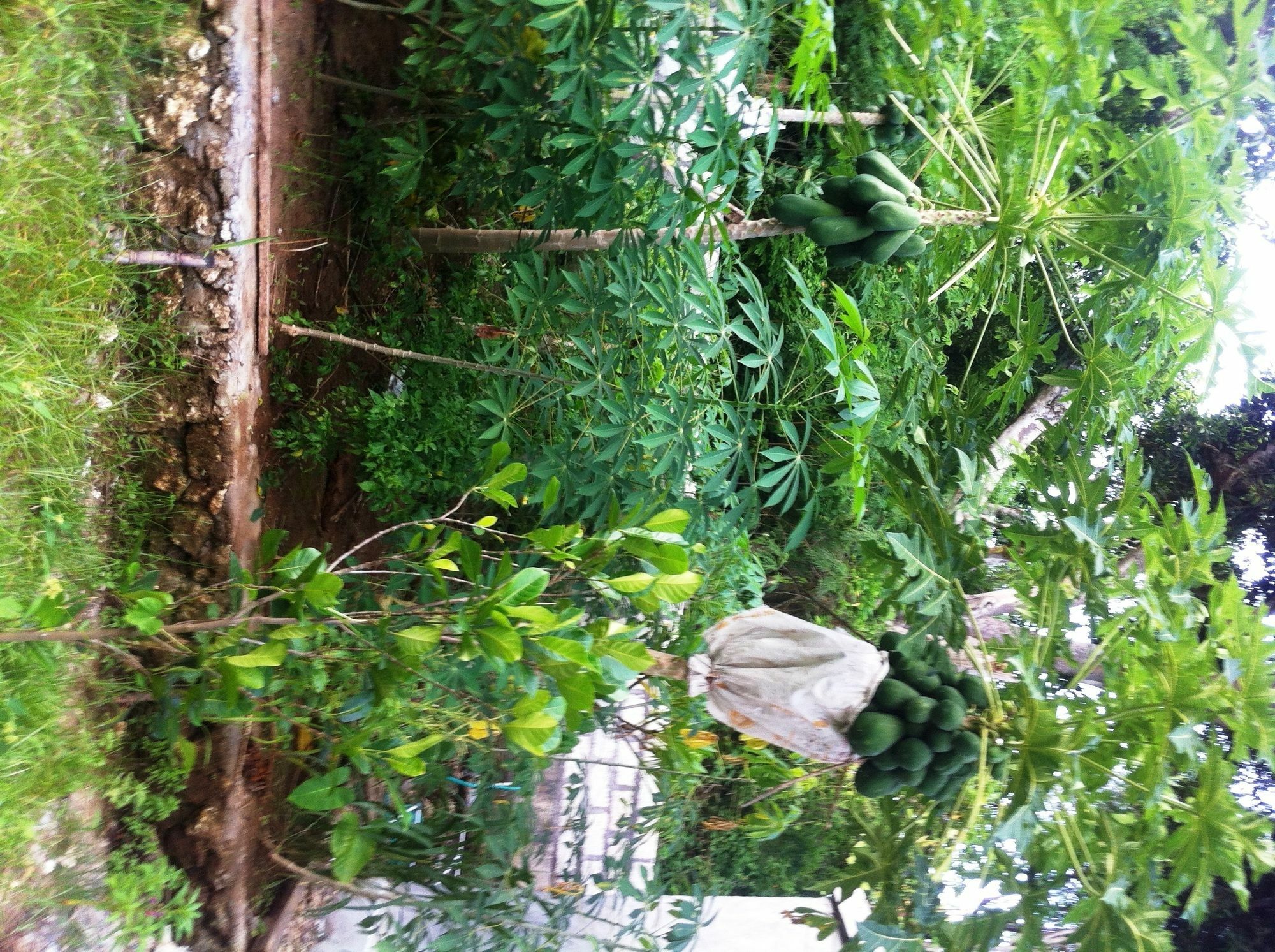 Ped Villa Green House מראה חיצוני תמונה