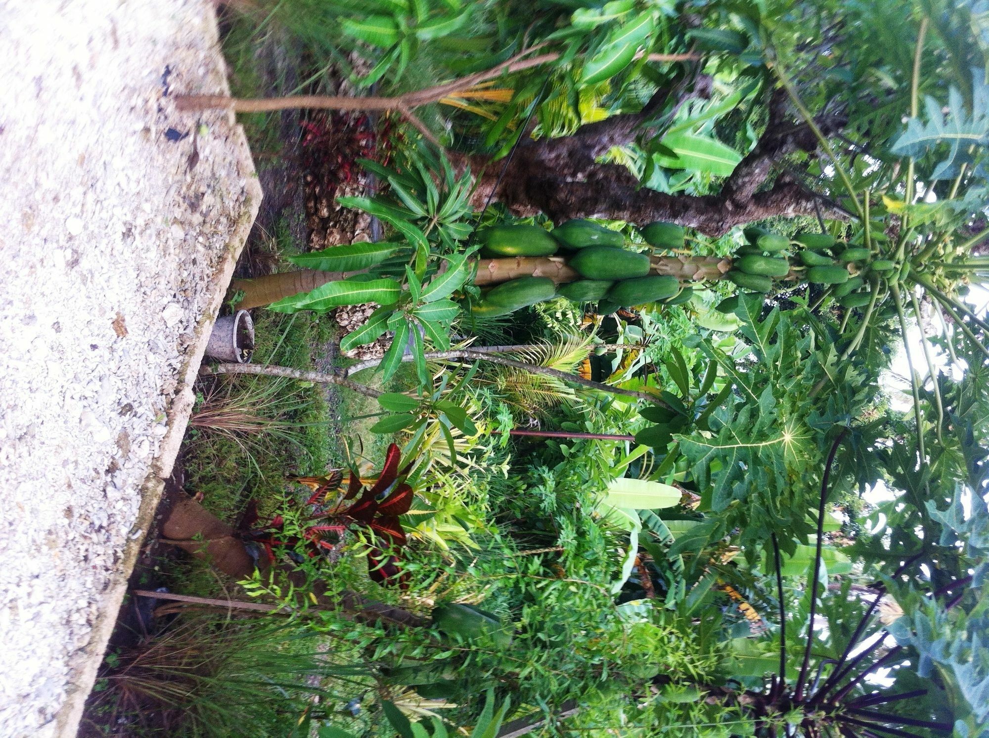 Ped Villa Green House מראה חיצוני תמונה